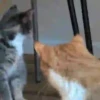 Michis-Cat 1 Movi 7