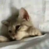 Michis-Cat 1 Movi 9