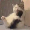 Michis-Cat 1 Movi 10
