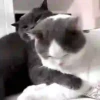 Michis-Cat 1 Movi 12