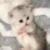 Michis-Cat 1 Movi 13