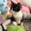 Michis-Cat 1 Movi 15