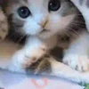 Michis-Cat 1 Movi 17