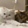 Michis-Cat 1 Movi 18