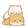 Perritos peluditos 14