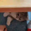 Michis-Cat 1 Movi 19
