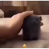 CatSticker 18