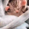 Michis-Cat 1 Movi 20