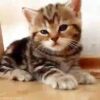Michis-Cat 1 Movi 24