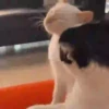 Michis-Cat 1 Movi 26