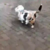 Michis-Cat 1 Movi 28