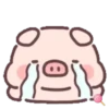 Cuchi pig MOV 30