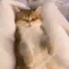 Michis-Cat 1 Movi 30
