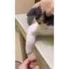 Cute Kitty pack 5