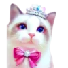 Gatitos💞1🇵🇪Clásica 5
