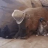 Capibara 1 MOV 5
