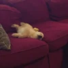 SleepenDogs 5