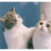 Cute Kitty pack 6