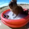 Capibara 1 MOV 6