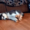 SleepenDogs 7