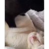 Cats  @stckrRobot 7