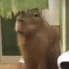 Capibara 1 MOV 7