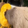 Capibara 1 MOV 9