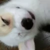 SleepenDogs 8