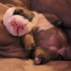 SleepenDogs 9