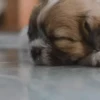 SleepenDogs 10