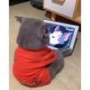 Cute Kitty pack 7