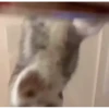 😸Kitten 2 گوربه😸 @SharedNewFolder 8