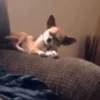 SleepenDogs 11