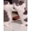 Cute Kitty pack 11