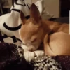 SleepenDogs 12