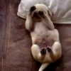 SleepenDogs 13