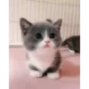 Cute Kitty pack 12