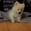 SleepenDogs 14