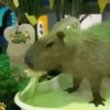 Capibara 1 MOV 10