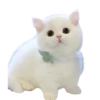 Gatitos💞1🇵🇪Clásica 11