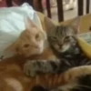 meowkittys 6