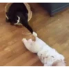 VideoCats 5