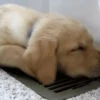 SleepenDogs 15