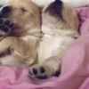SleepenDogs 16