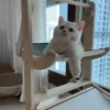 meow😺 7