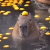 Capibara 1 MOV 12