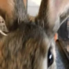 Conejo 2 5