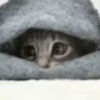 Cute Kitty pack 14