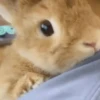 Conejo 2 6
