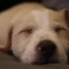 SleepenDogs 18
